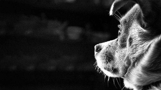 larangan muslim memelihara anjing