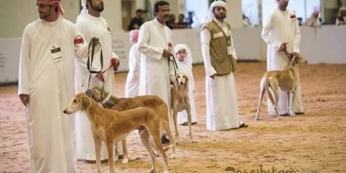muslim memelihara anjung untuk menjaga ternak