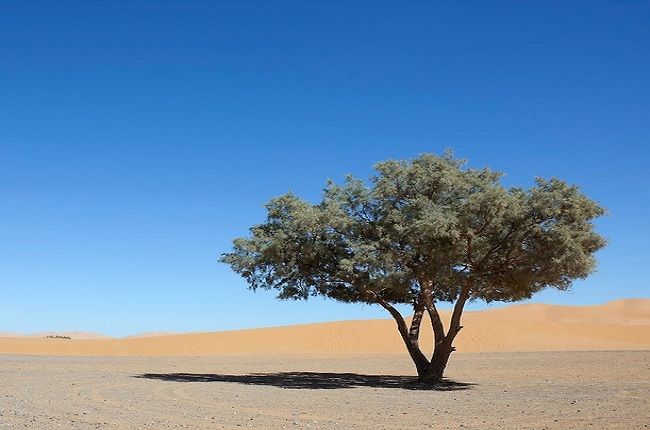 Sulaiman At Taimi